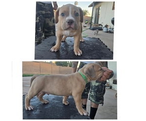 American Bully Puppy for sale in MESA, AZ, USA