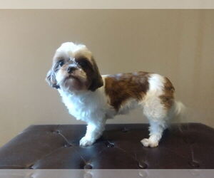 Shih Tzu Dogs for adoption in Fenton, MO, USA