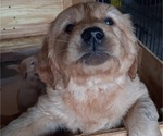 Small Photo #4 Golden Retriever Puppy For Sale in DULUTH, MN, USA