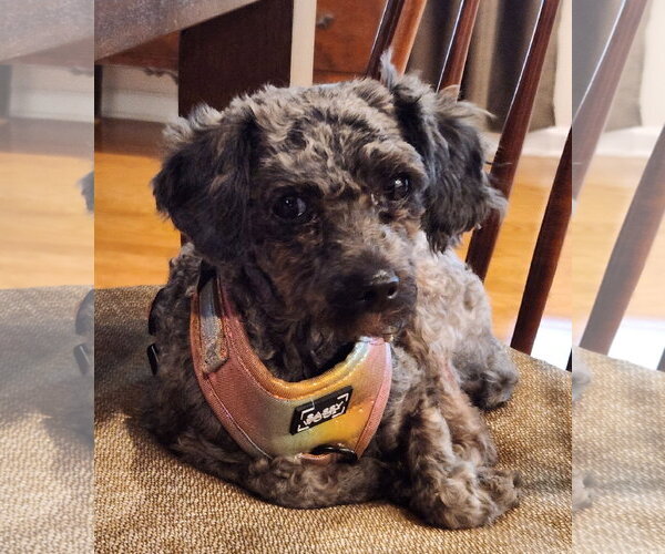 Medium Photo #1 Poodle (Toy)-Unknown Mix Puppy For Sale in Greenville, SC, USA