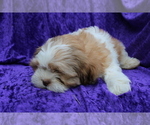 Small #8 Zuchon