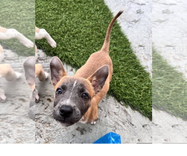 Medium Photo #3 Mutt Puppy For Sale in Tracy City, TN, USA