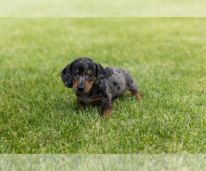 Dachshund Puppy for sale in MILFORD, IN, USA