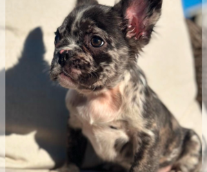 French Bulldog Puppy for sale in FORT LAUDERDALE, FL, USA