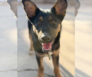 Mutt Dogs for adoption in Sandy, UT, USA