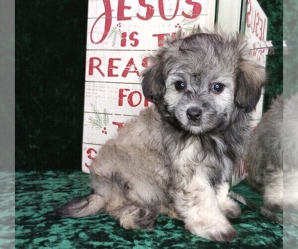 Medium Photo #4 Maltipoo Puppy For Sale in MOMEYER, NC, USA