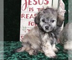 Small Photo #4 Maltipoo Puppy For Sale in MOMEYER, NC, USA