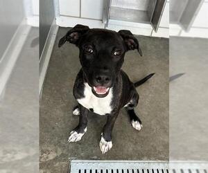 American Pit Bull Terrier Dogs for adoption in Baytown, TX, USA