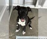 Small American Pit Bull Terrier