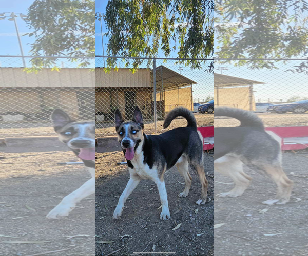 Medium Photo #1 Akita-Unknown Mix Puppy For Sale in El Centro, CA, USA