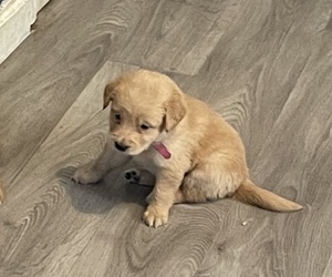 Golden Retriever Puppy for sale in YUMA, AZ, USA