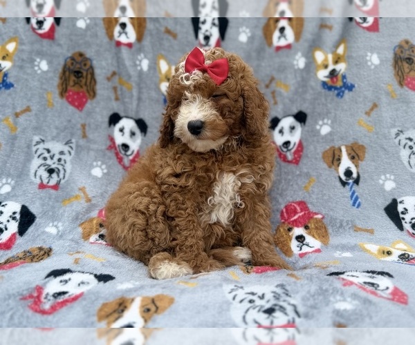 Medium Photo #3 Goldendoodle (Miniature) Puppy For Sale in LAKELAND, FL, USA