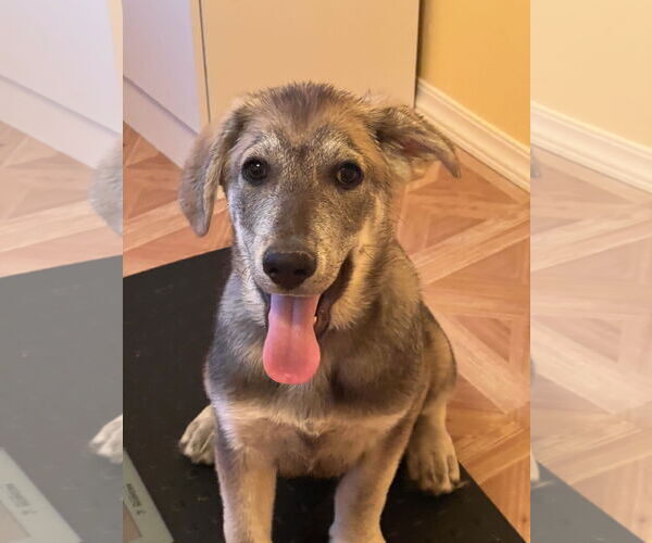 Medium Photo #1 Huskies -Unknown Mix Puppy For Sale in Crossville, AL, USA