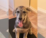 Small Huskies Mix