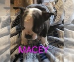 Puppy Macey Boston Terrier