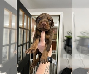 Doberman Pinscher Puppy for Sale in SUPPLY, North Carolina USA