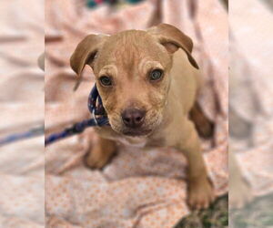 Boston Huahua Dogs for adoption in Wakefield, RI, USA