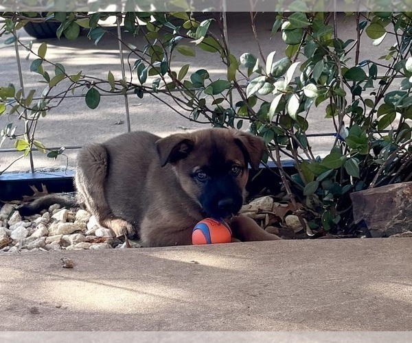 Medium Photo #3 Australian Shepherd-Belgian Malinois Mix Puppy For Sale in CROWLEY, TX, USA