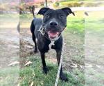 Small #2 American Pit Bull Terrier Mix