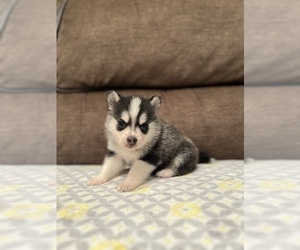 American Bully-Pomsky Mix Puppy for Sale in DRACUT, Massachusetts USA