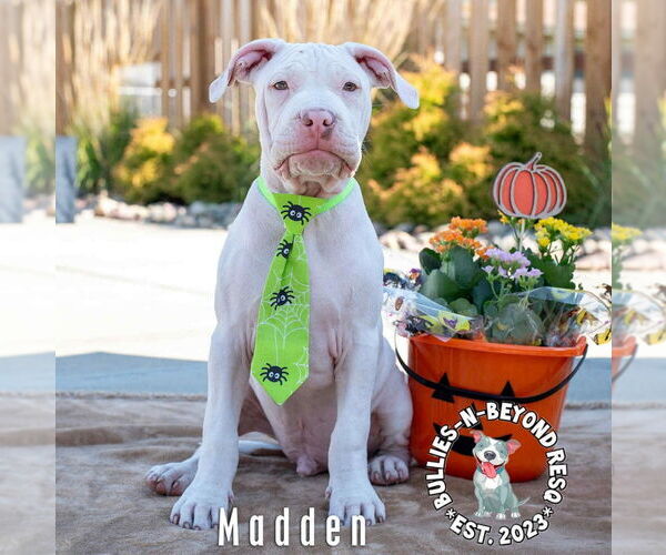 Medium Photo #18 Staffordshire Bull Terrier-Unknown Mix Puppy For Sale in Omaha, NE, USA