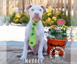 Small #17 Staffordshire Bull Terrier Mix