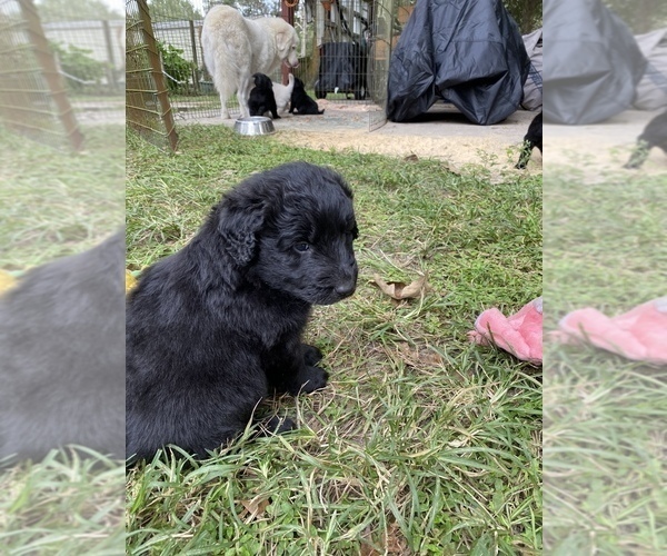 Medium Photo #6 Great Pyrenees-Pyredoodle Mix Puppy For Sale in NEWBERRY, FL, USA