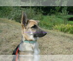 Small #4 German Shepherd Dog
