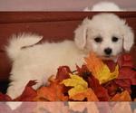 Small #2 Bichpoo