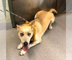 Small Photo #2  Puppy For Sale in , 