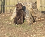 Small Photo #1 Labrador Retriever Puppy For Sale in WASHBURN, MO, USA