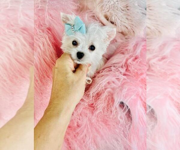 Medium Photo #18 Maltese Puppy For Sale in TAMPA, FL, USA