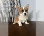 Small #1 Pembroke Welsh Corgi