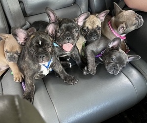 French Bulldog Puppy for Sale in DUNNELLON, Florida USA