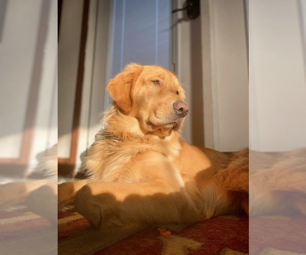 Medium Photo #1 Golden Retriever Puppy For Sale in CROWLEY, TX, USA