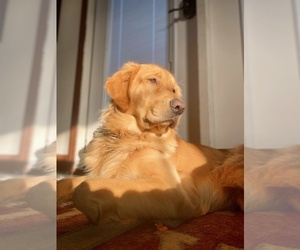 Golden Retriever Puppy for sale in CROWLEY, TX, USA