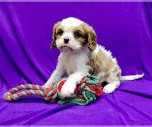 Cavalier King Charles Spaniel Puppy for sale in EDINBURG, TX, USA