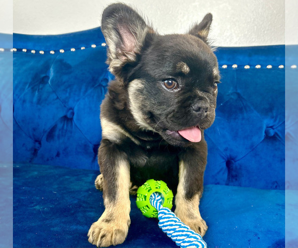Medium Photo #19 French Bulldog Puppy For Sale in OAKLAND, CA, USA