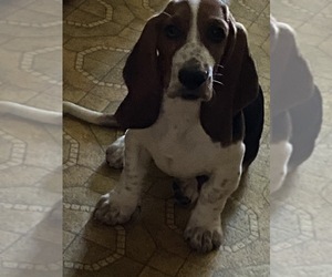 Basset Hound Puppy for sale in HOLLINS, VA, USA