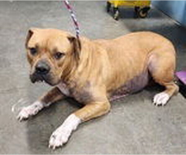 Medium Photo #1 American Pit Bull Terrier-Unknown Mix Puppy For Sale in Evansville, IN, USA
