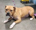 Small American Pit Bull Terrier Mix