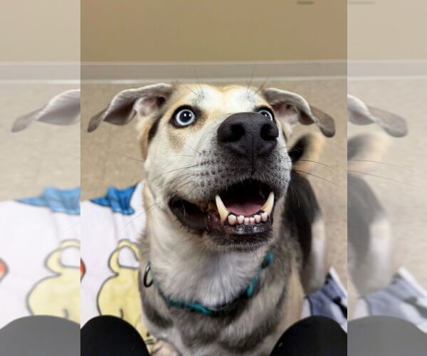 Medium Photo #4 German Shepherd Dog-Unknown Mix Puppy For Sale in Jefferson, WI, USA