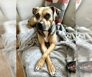 Plum - Female Beagle-Unknown Mix Dog for Adoption - Photo #2