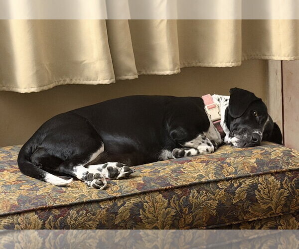 Medium Photo #4 Basset Hound-Unknown Mix Puppy For Sale in Brookville, OH, USA