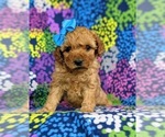 Small Photo #1 Cockapoo-Poodle (Miniature) Mix Puppy For Sale in PEACH BOTTOM, PA, USA