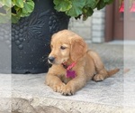 Small Photo #6 Golden Retriever Puppy For Sale in WOLCOTT, IN, USA