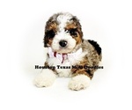 Small Photo #7 Australian Labradoodle-Miniature Bernedoodle Mix Puppy For Sale in HOUSTON, TX, USA