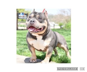Father of the American Bully puppies born on 09/05/2022