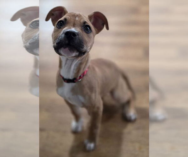 Medium Photo #9 Mutt Puppy For Sale in Clarkston, MI, USA