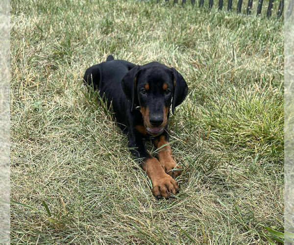 Medium Photo #4 Doberman Pinscher Puppy For Sale in WARSAW, IN, USA